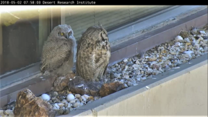 【実況 Live】野生ふくろうの巣ごもり- Owl Cam – 終了