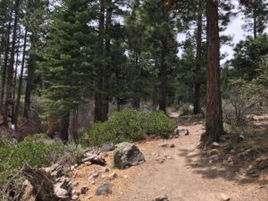 ガリーナ公園で里山散策 ① Jones Creek Loop Trail at Galena Creek Reginal Park